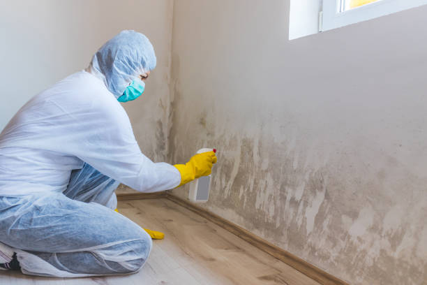 Licensed Mold Cleanup service in Palm Beach Gardens, FL - WQB Mold Removal
